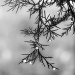 Rain drops in the cedar tree... by marlboromaam