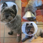 26th Jul 2012 - Jinks has a very poor paw