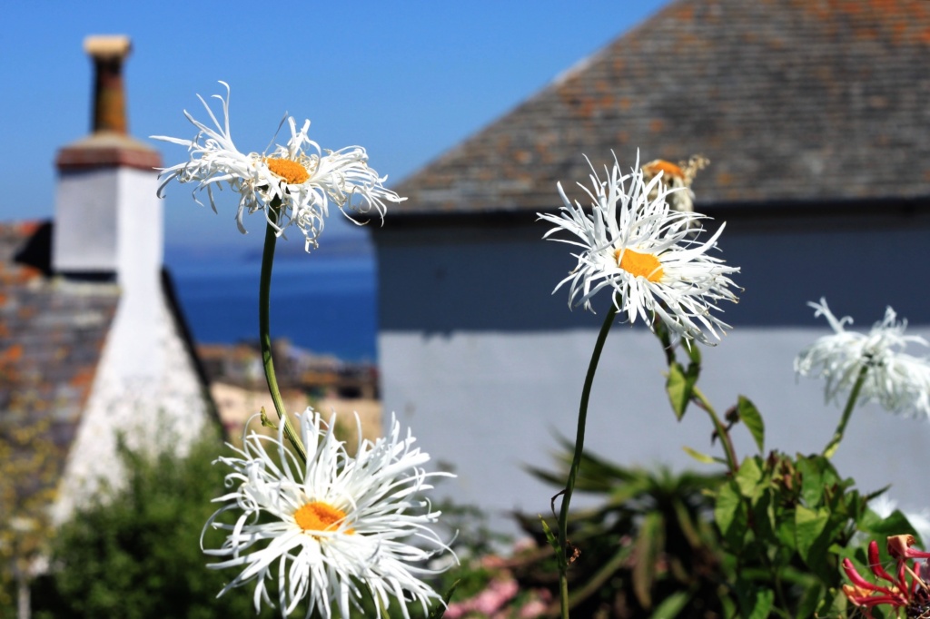 Flowers of Cornwall  by rich57