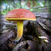 24th Jul 2012 - Another 'Shroom'!