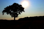 24th Jul 2012 - Lone tree landscape