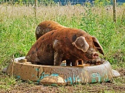 26th Jul 2012 - pampered piggies