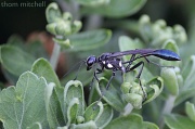 22nd Jul 2012 - Eremnophila aureonotata (a “thread-waisted wasp”)