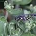 Eremnophila aureonotata (a “thread-waisted wasp”) by rhoing