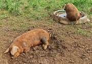 26th Jul 2012 - the piggies have got the right idea