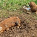 the piggies have got the right idea by jantan