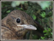 26th Jul 2012 - Baby blackbird