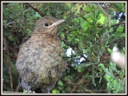 26th Jul 2012 - Baby blackbird again