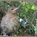 Baby blackbird again by rosiekind
