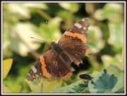 26th Jul 2012 - Red Admiral