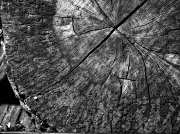 28th Jul 2012 - Textured circles in black and white...