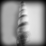 26th Jul 2012 - spiral shell-shaped