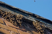 24th Jul 2012 - Swarm!