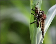26th Jul 2012 - Red-footed Cannibalfly