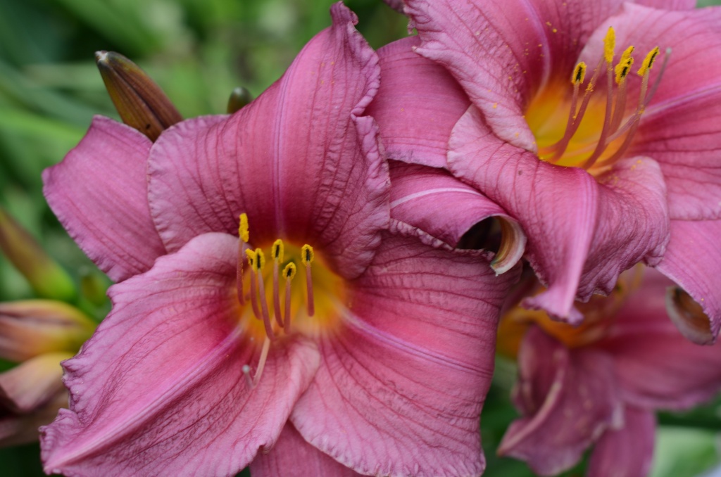 Day Lilies in full bloom by dora