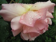 27th Jul 2012 - rose after rain