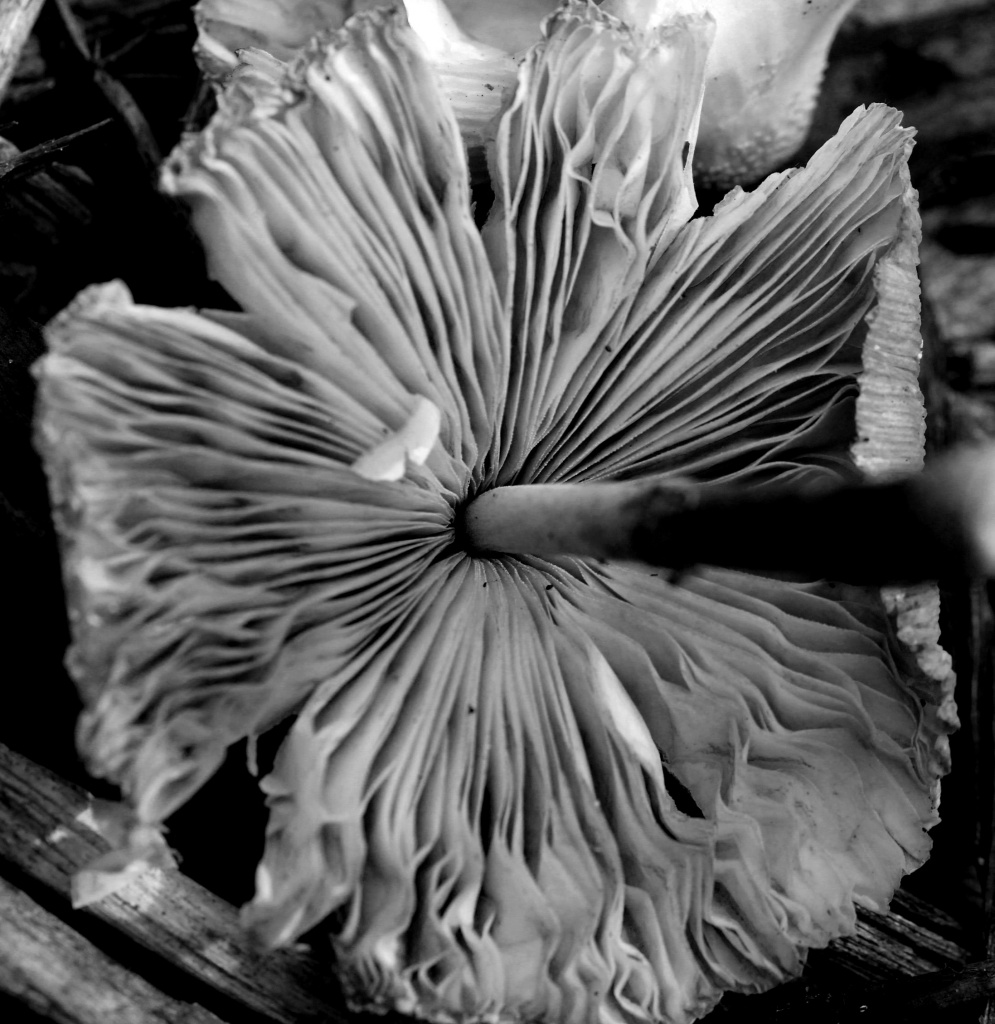 Magic Mushrooms by cdonohoue