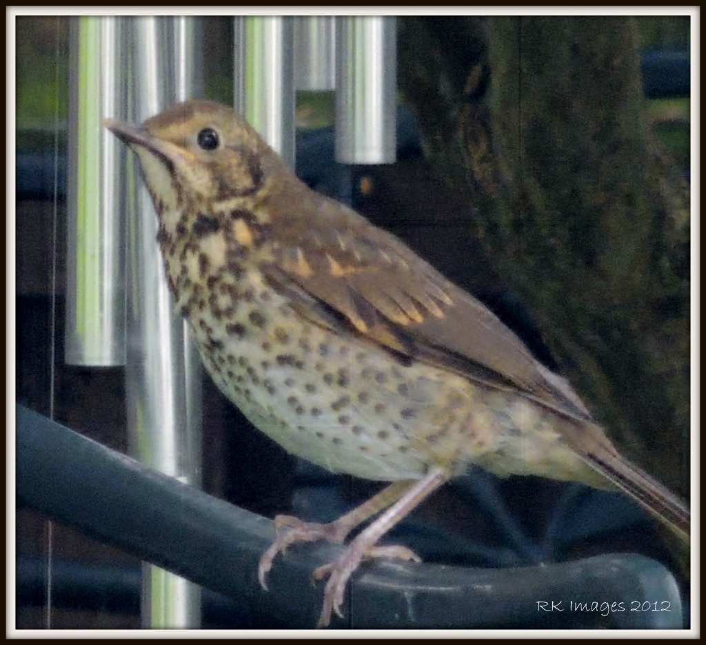 Mrs Thrush by rosiekind