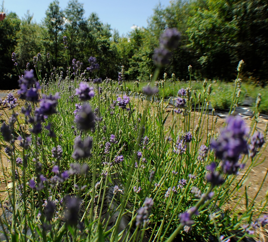 Lavender Planting by dora