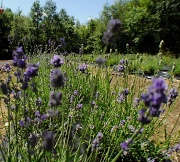 2nd Jul 2010 - Lavender Planting