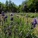 Lavender Planting by dora