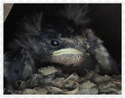 27th Jul 2012 - Baby swallow