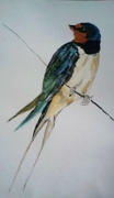 27th Jul 2012 - Swallow 