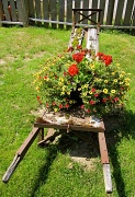 22nd Jul 2012 - Beautiful old wheelbarrow!