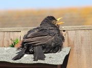 24th Jul 2012 - Tired blackbird