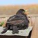 Tired blackbird by busylady