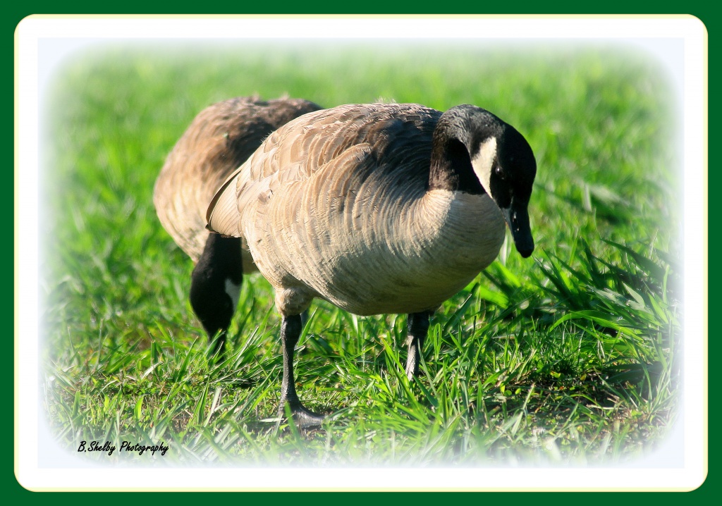 Grazing Geese by vernabeth