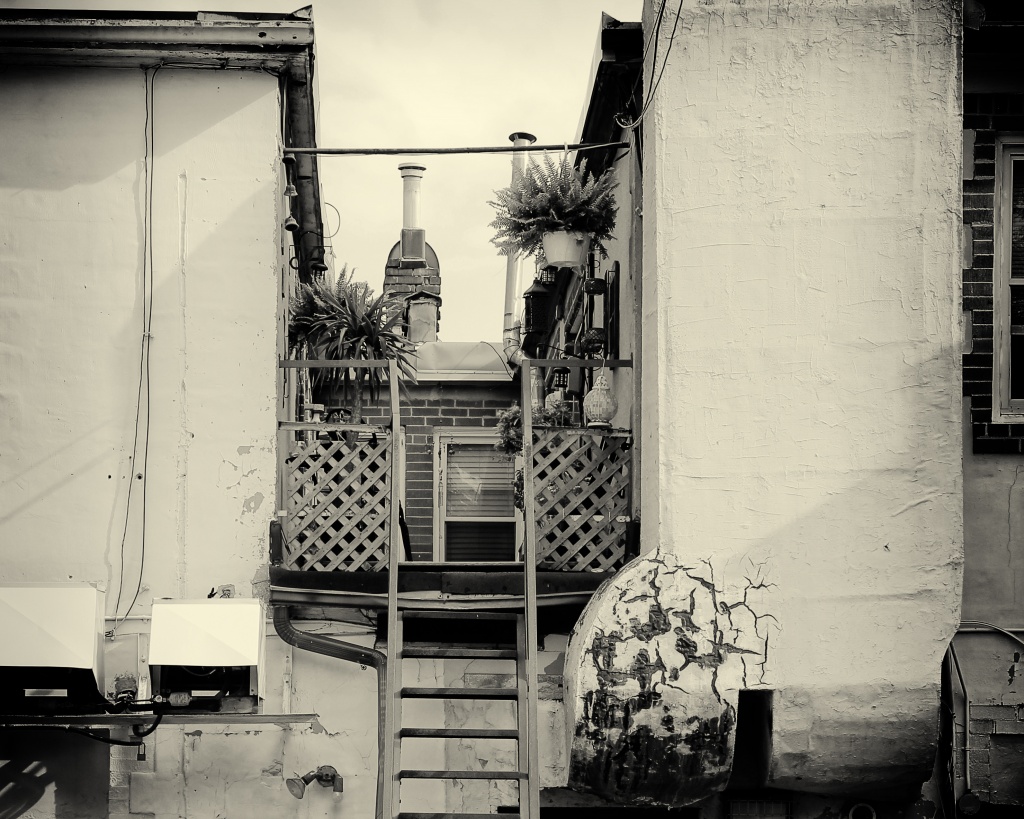 Back Alley Oasis by northy