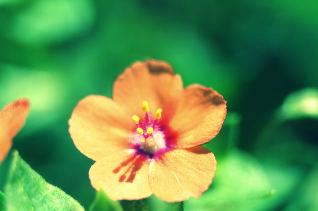 The Tiny Flower by kerristephens