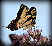 28th Jul 2012 - Is This A Swallowtail