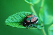 27th Jul 2012 - Japanese Beetle