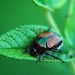 Japanese Beetle by dakotakid35