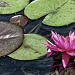 Lily Pads by lisabell