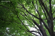 27th Jul 2012 - Farewell to this stately maple. . .