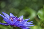 26th Jul 2012 - Waterlily 1