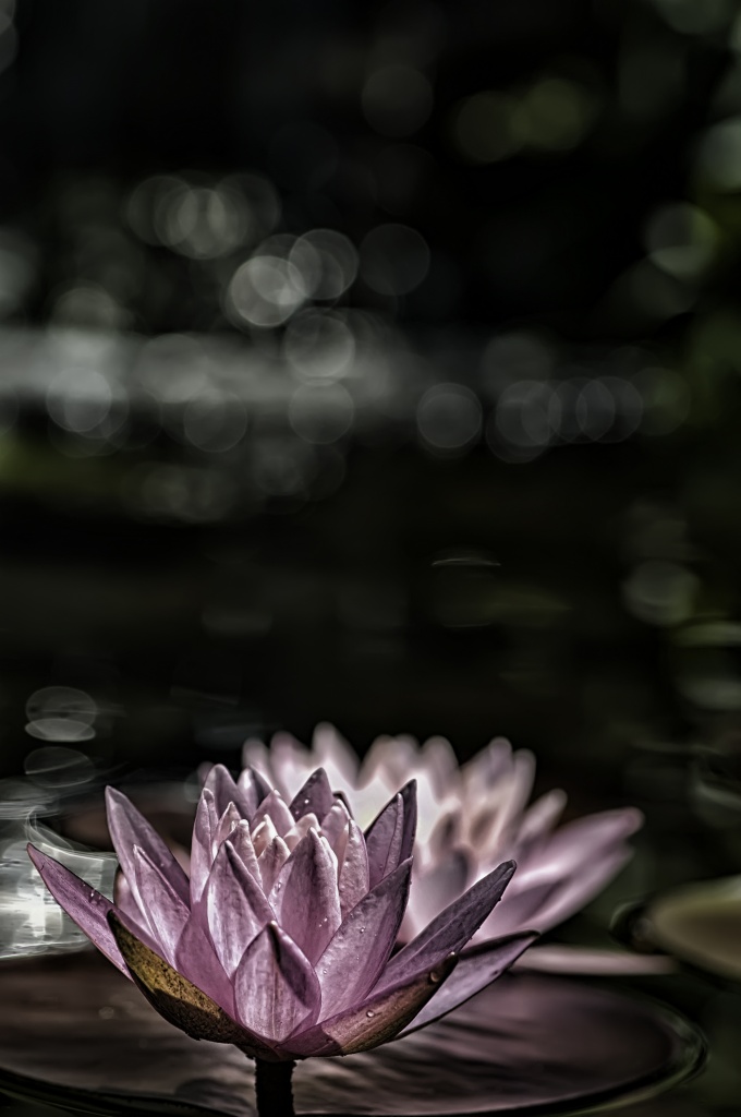 Waterlily 2 by lstasel