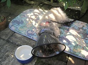 28th Jul 2012 - Jinks (convalescent) and relaxing after his breakfast