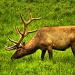 Elk View by exposure4u