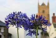 26th Jul 2012 - Flowers of Cornwall #2