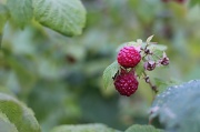 24th Jul 2012 - It's raspberry picking time!