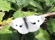 28th Jul 2012 - My first butterfly shot