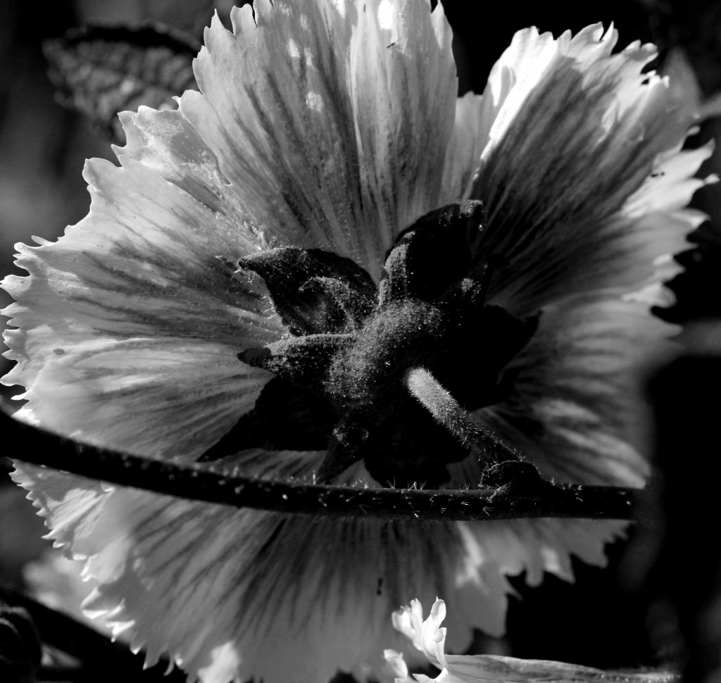 Hollyhocks - or maybe turned they are HocksHollies. by cdonohoue