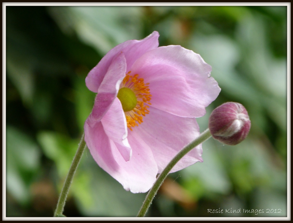 Japanese Anenome by rosiekind