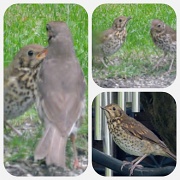 28th Jul 2012 - Thrush and young collage