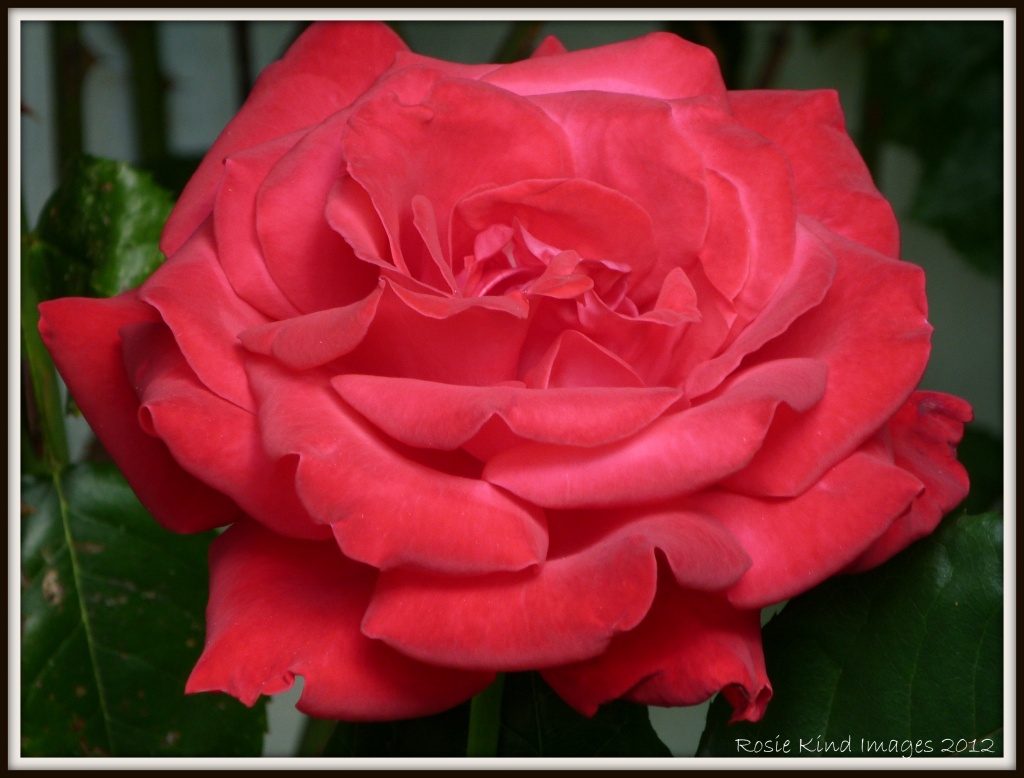 Rosie's Rose by rosiekind