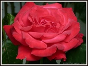 28th Jul 2012 - Rosie's Rose